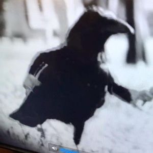 Meet your Posher, Tull